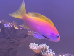 Hirudinea (c) Kevin Burghausen, 2021