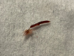 Hirudinea (c) Kevin Burghausen, 2021