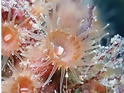 Foto: Iwa Beach, Sagami Bay, Kanagawa, Japan