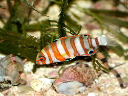 Choerodon fasciatus thumbnail