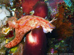 Ceratosoma trilobatum - Sternschnecke  - Oktober 2006 - Indonesia - North-Sulawesi - P. Bangka - Canon DIGITAL IXUS 700 