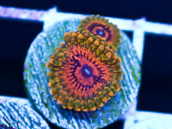 Generic placeholder thumbnail