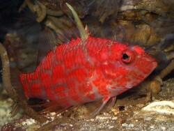 Plectranthias altipinnatus
