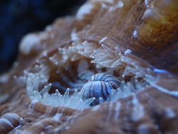 Cynarina lacrymalis Tränenkoralle, Mundöffnung und Tentakeln  (c) Muelly