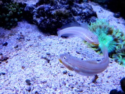 Valenciennea muralis