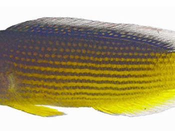 Generic placeholder thumbnail