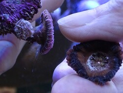 Anthocauli Sollbruchstelle