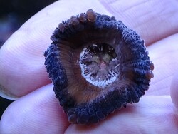 Anthocauli frisch gelöste Fungia