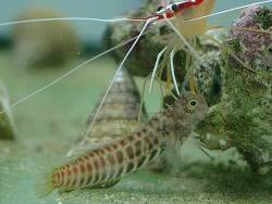 Salarias segmentatus thumbnail