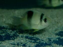 Dischistodus perspicillatus thumbnail