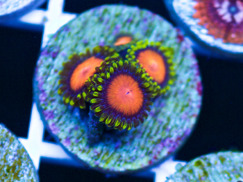 Generic placeholder thumbnail