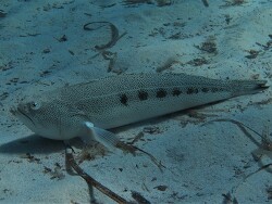 Copyright A. Röcker Menorca