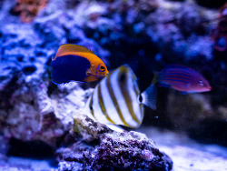 Centropyge acanthops