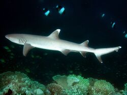 Copyright A. Röcker Madoogali