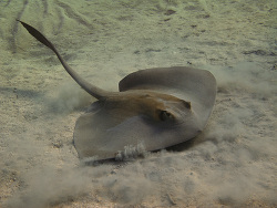 Copyright A. Röcker Ägypten Marsa Alam, Marsa Mubarak