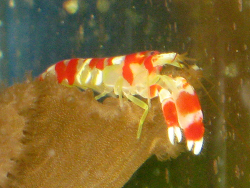 Alpheus randalli thumbnail