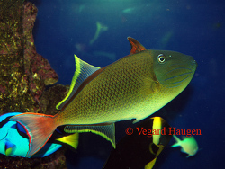 Crosshatch triggerfish