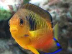 Centropyge shepardi - Shepards Zwergkaiserfisch