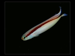 Hoplolatilus marcosi - Bild Copyright by Ruedi Furter 