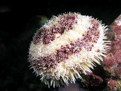 Foto: Marquesas-Inseln, Französisch-Polynesien