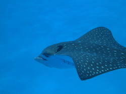 Aetobatus narinari - Adlerrochen