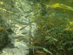 Foto: Haycock Point, Myponga Beach, Carrickalinga, Süd-Australien