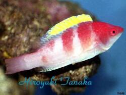 Cirrhilabrus flavidorsalis thumbnail