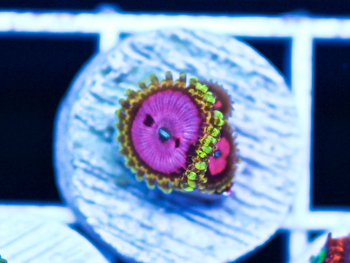 Generic placeholder thumbnail