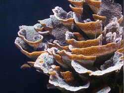 Echinopora lamellosa