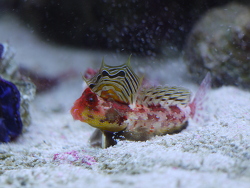 Synchiropus stellatus 