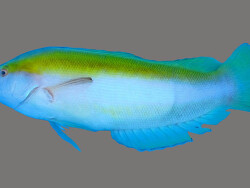 Foto: Baie de Saint-Paul, La Réunion, südwestlicher Indischer Ozean