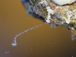 Zanclea sp. auf der Unterseite einer Astralium Sternschnecke - Hydrozoa (c) Muelly