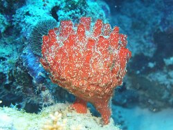 Oceanapia Ramsayi Red Sponge