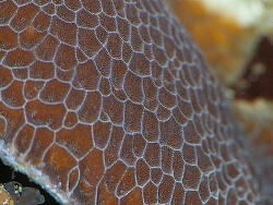 Gardineroseris planulata