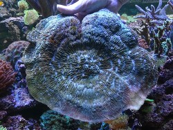 Lithophyllon undulatum