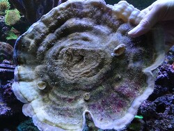 Lithophyllon undulatum