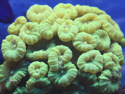 Caulastraea furcata (c) Muelly