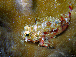 Parascorpaena mossambica - Mozambique scorpionfish - Oktober 2006 - Indonesia - North-Sulawesi - Tg. Pulisan - Canon DIGITAL IXUS 700 