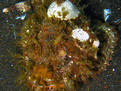 Scorpaenopsis macrochir - Flasher Scorpionfisch   - Oktober 2006 - Indonesia - North-Sulawesi - P. Lembeh - Canon DIGITAL IXUS 700
