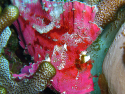 Taenianotus triacanthus thumbnail