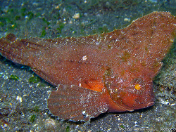 Ablabys taenianotus - Kakadu Stirnflosser  - November 2006 - Indonesia - North-Sulawesi - P. Lembeh - Canon DIGITAL IXUS 700
