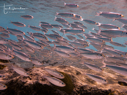 Harengula humeralis,Länge ca 20 - 30cm, Schwarm von mindestens 1000 Tieren, Bonaire Karibik 2021