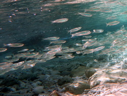 Harengula humeralis,0 - 2 m, Länge 8 - 10 cm Bonaire Karibik (c) Johnny Braun