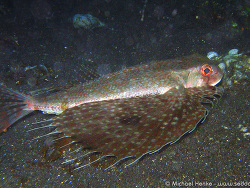 Dactyloptena orientalis - Oriental Knurrhahn-  November 2006 - Indonesia - North-Sulawesi - P. Lembeh - Canon DIGITAL IXUS 700