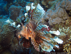 Pterois miles - Indischer Rotfeuerfisch  -  November 2007 - Egypt - Red Sea - Safari - Canon PowerShot G7