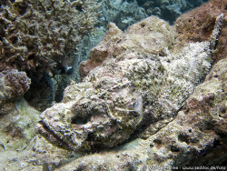 Scorpaenopsis diabolus - Falscher Steinfisch  -  November 2007 - Egypt - Red Sea - Safari - Canon PowerShot G7