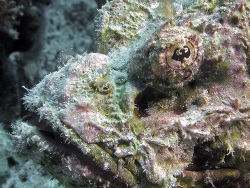 Scorpaenopsis diabolus - Falscher Steinfisch  -  November 2007 - Egypt - Red Sea - Safari - Canon PowerShot G7