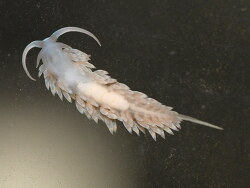 Berghia stephanieae - Aptasia eating nudibranch (c) Muelly 2022