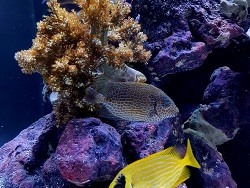 Unser junger Kaninchen 