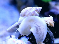 Nassarius coronatus (c)Muelly 2022